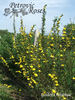 Golden Chersonese rose photo