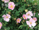 R. suffulta rose photo
