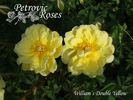 Williams' Double Yellow rose photo