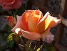 Work of Art ™ rose photo