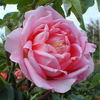 Odette Joyeux rose photo