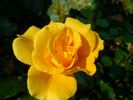 Westart rose photo