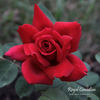 Royal Canadian rose photo