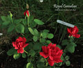 Royal Canadian rose photo