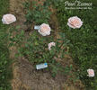 Pearl Essence ™ rose photo