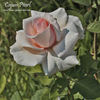Cajun Pearl rose photo