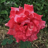 South Seas rose photo