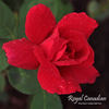 Royal Canadian rose photo
