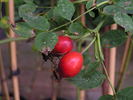 <i>Rosa canina</i> 'Pfanders' rose photo
