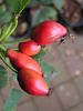<i>Rosa canina</i> 'Pfanders' rose photo