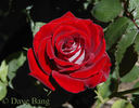 Jolene Adams rose photo