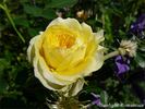 Sunlight Romantica rose photo