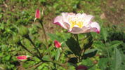 OPPLA rose photo