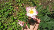 OPPLA rose photo