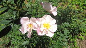 OPPLA rose photo