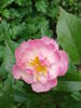 Enjouée rose photo