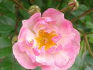 Enjouée rose photo