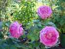 Au Bonheur des Dames® rose photo