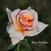 Anne Watkins rose photo