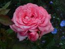 Áprily Lajos emléke rose photo