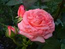 Áprily Lajos emléke rose photo