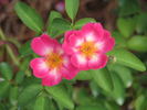 Raspberry Bouree rose photo