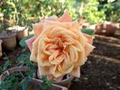 Bonanza Freelander rose photo