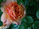 Celeb rose photo