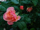 Celeb rose photo