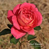 Gail Borden rose photo