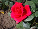 Artek rose photo
