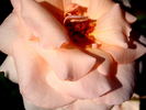 Gay Princess rose photo