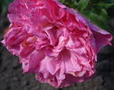 Hilda Murrell ® rose photo