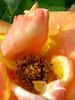 Velizy ® rose photo