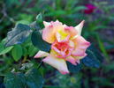 Velizy ® rose photo