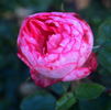 Detstvo rose photo