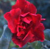 Dzambul rose photo