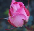 Ognewaja rose photo