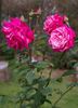 Christine Prior rose photo