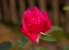 Christine Prior rose photo