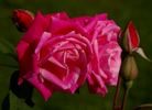 Christine Prior rose photo