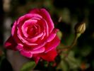 Christine Prior rose photo