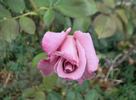 Macho Man rose photo