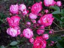 Prinz Henri rose photo