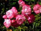 Prinz Henri rose photo