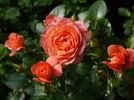 Pink Abundance rose photo