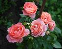 Pink Abundance rose photo