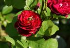 Bicentenaire de Guillot ® rose photo