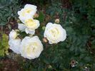 Mariella rose photo