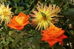 Charme de Vienne rose photo